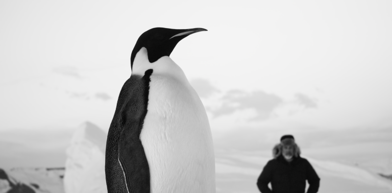 lucjaquet-film-voyageaupolesud-cinema-docu-noiretblanc-pinguin