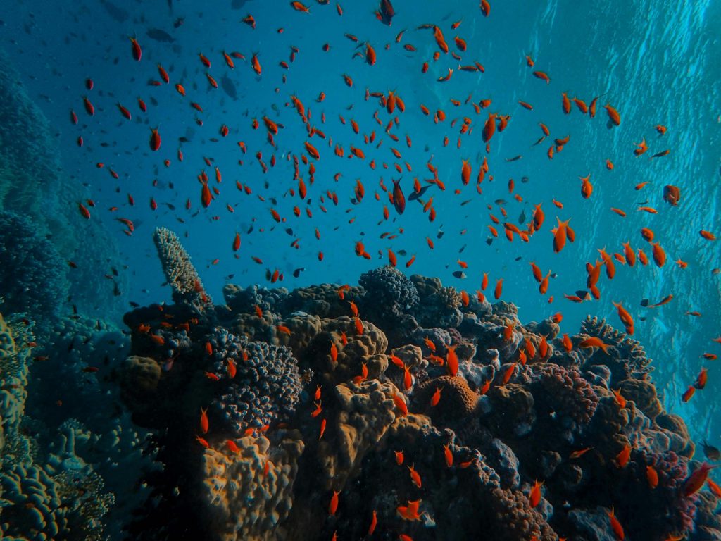 maurice-ocean-fondsmarins-coraux-poissonsrouges-plongée